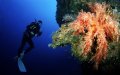 Фотография изучения подводного мира Доминиканы
