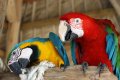 Ара - птицы семейства попугаевых, крупные, с очень красивой и яркой окраской красных, голубых, зелёных и жёлтых цветов. Распространены в Центральной и Южной Америке. Вот эти два красавца были запечатлены в Доминиканской республике.
