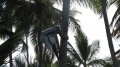 Самый простой способ достать кокос в Доминикане - это залезть на пальму, что и продемонстрировал нам один из доминиканцев.